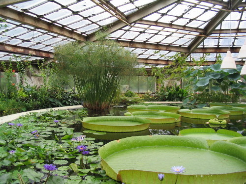 Botanical-garden-greenhouse